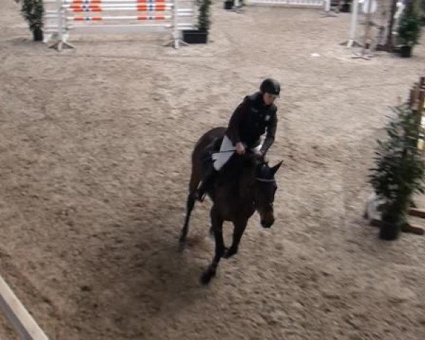 jumper Enigma 10 (Bavarian, 2009, from Embassy II)