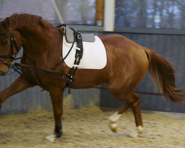 horse Doktorstein (Oldenburg, 2012, from Don Bolero 3)