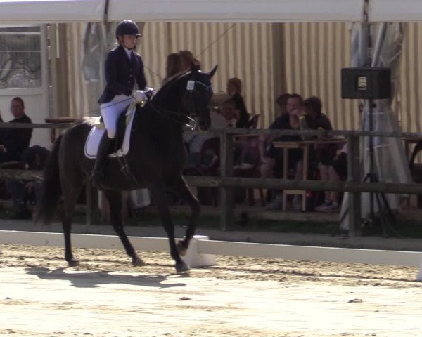 Reitturnier Albersloh 2020