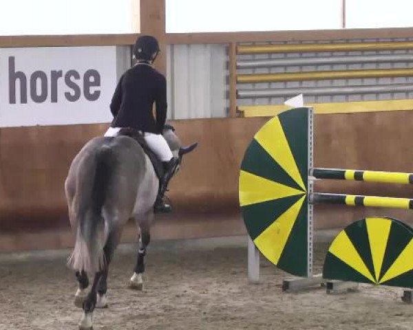 jumper Charmeur S 2 (Hanoverian, 2009, from Charilan)