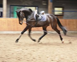 dressage horse Henriettenhof's Susewind (Oldenburg, 2012, from Foundation 2)