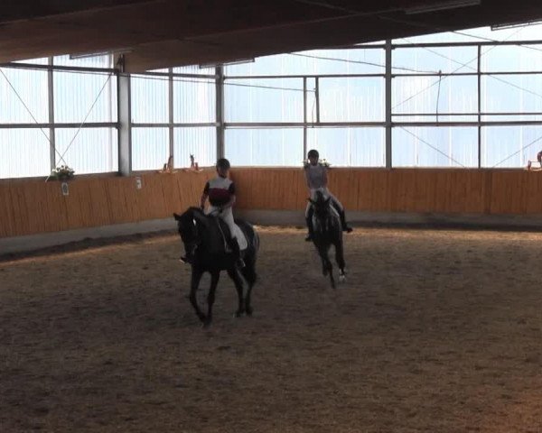 Dressurpferd Challenger K (Westfale, 2007, von Collin L)