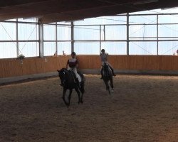 dressage horse Challenger K (Westphalian, 2007, from Collin L)