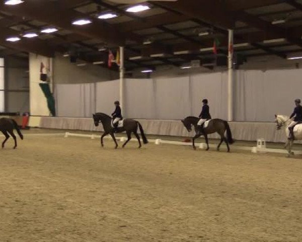 dressage horse Don Balu H (Hanoverian, 2010, from Don Frederico)
