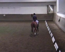 dressage horse Golden Princess R (German Riding Pony, 2007, from Golden Dream R)