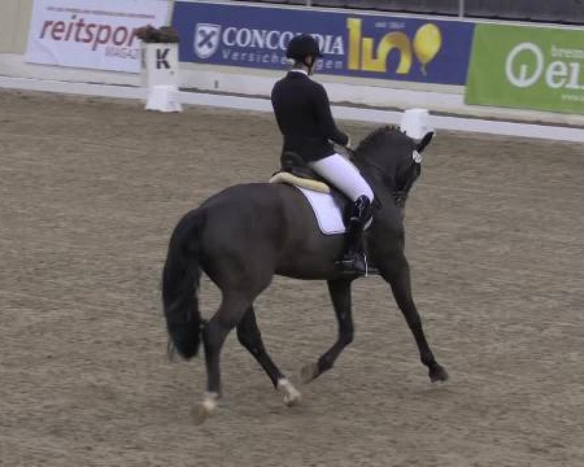 Caballo de Doma Samba Pa Ti M (Caballo de Deporte Alemán, 2008, de Samba Hit I)
