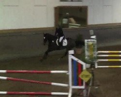 jumper Peppers 2 (KWPN (Royal Dutch Sporthorse), 2004, from Pacific)