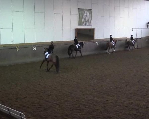 Pferd Intruso (Pura Raza Espanola (PRE), 2007, von Rumboso XXXVII) Pferd Intruso (Pura Raza Espanola (PRE), 2007, von Rumboso XXXVII)