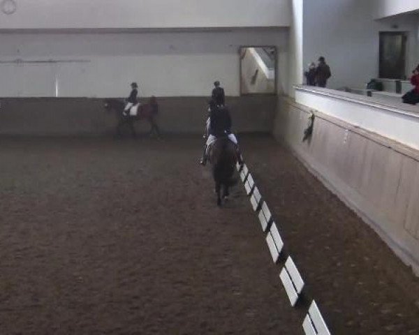 Dressurpferd Damian 43 (Westfale, 2009, von Del Cento)