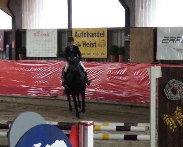 Springpferd Caramba V. (Rheinländer, 2007, von Cornet Fever) Springpferd Caramba V. (Rheinländer, 2007, von Cornet Fever)