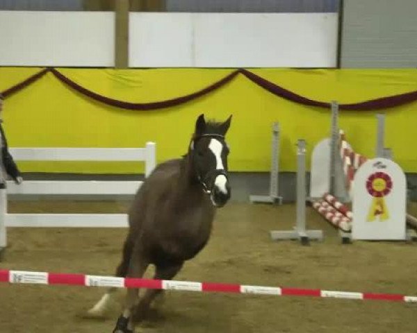Springpferd Caprino (Württemberger, 2010, von Ciacomo)