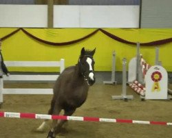 jumper Caprino (Württemberger, 2010, from Ciacomo)