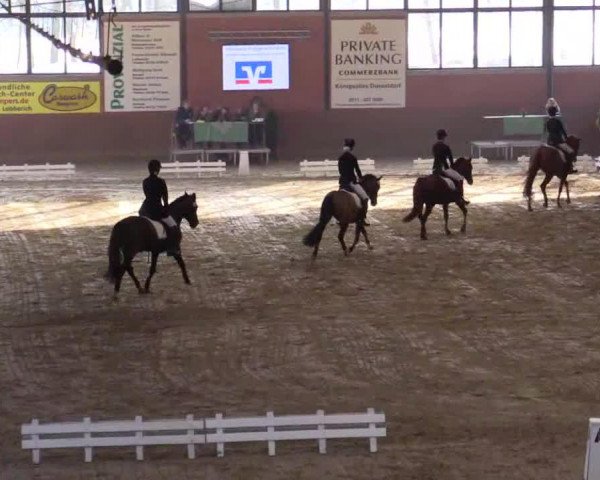 Dressurpferd Chakalaka Deluxe (Deutsches Reitpony, 2008, von FS Chicago)