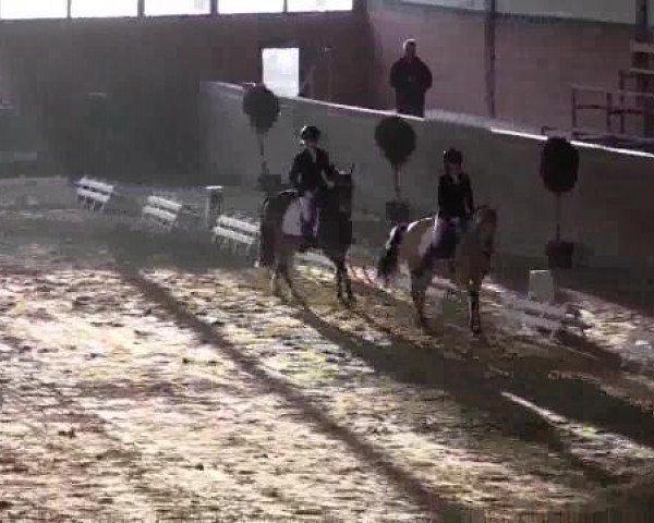 Springpferd Mechthild (Rheinländer, 2003, von Martini)