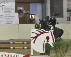 jumper Raabjergs Urban (Danish Warmblood, 2006)