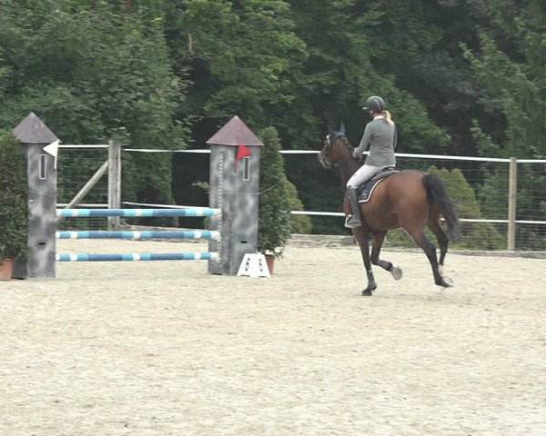 Reitturnier Winkel 2020