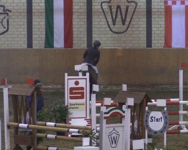 Skokan Quihaps (Oldenburský skokový kůň, 2010, od Quintender 2)