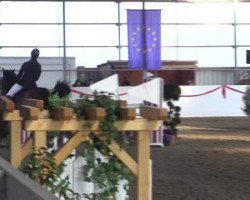 jumper Dayson (KWPN (Royal Dutch Sporthorse), 2008, from Canturano I)
