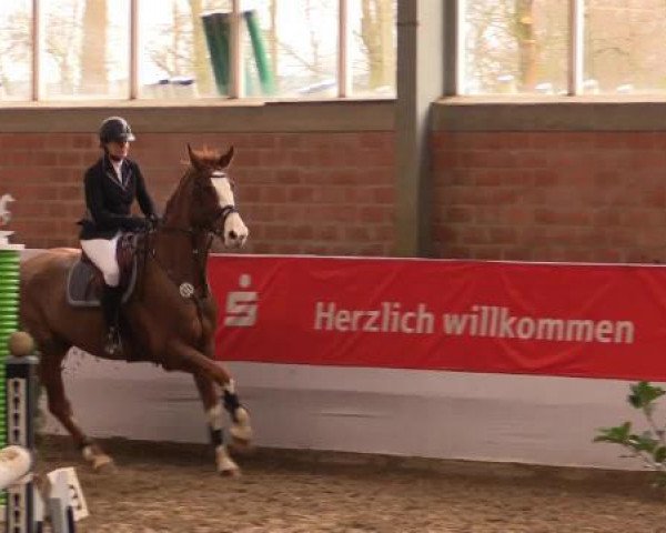 Springpferd John Player (KWPN (Niederländisches Warmblut), 2005, von Lupicor)