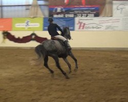 Springpferd Sera Vue (Irish Sport Horse, 2006, von Harlequin du Carel)