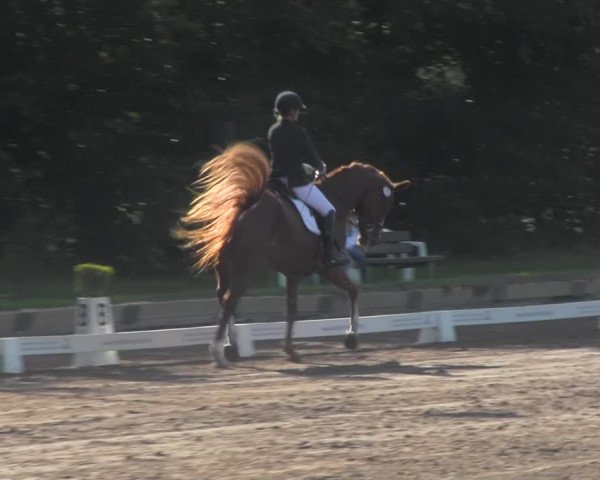Reitturnier Dallgow 2020
