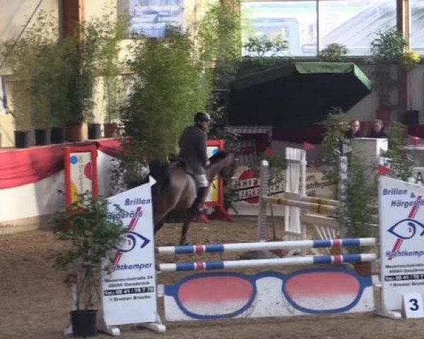 jumper Gran Do (Oldenburg, 2010, from Gracieux)