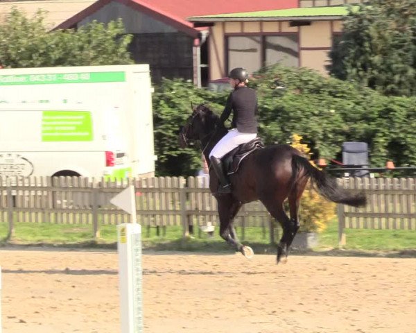 Reitturnier Schülp / Rendsburg 2020