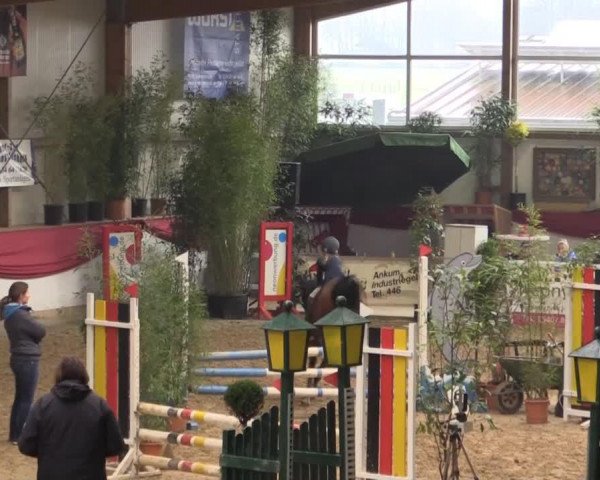 jumper Quincy de L'Aube (French Pony, 2004, from Davrocar)