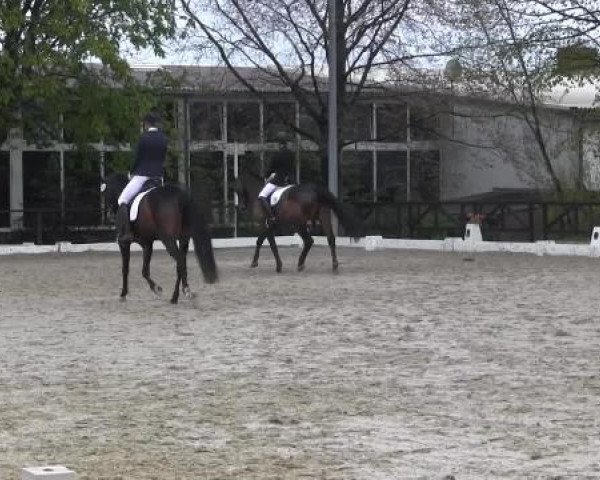Springpferd Bella Buonasera (Hannoveraner, 2010, von Bon Balou 5)