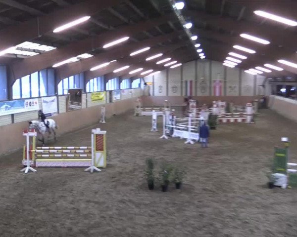 Springpferd Dipicor (KWPN (Niederländisches Warmblut), 2008, von Wizzerd WV)