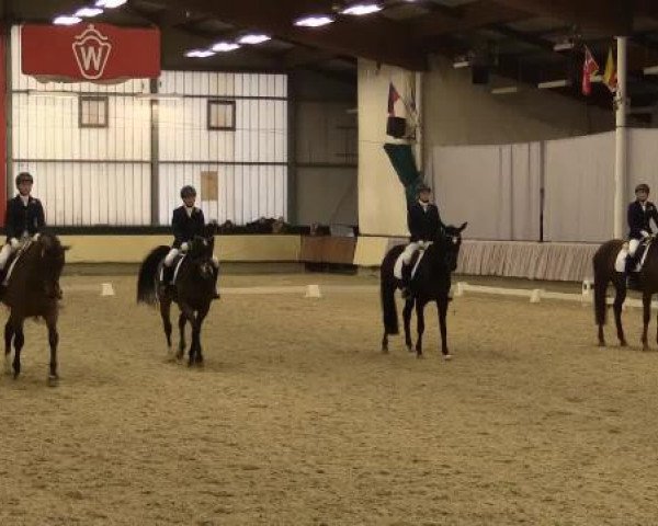 dressage horse Conrad 117 (Westphalian, 2010, from Captain Fire)