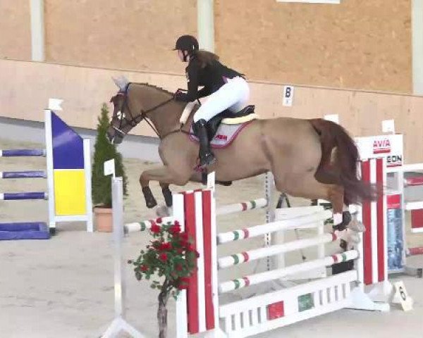 jumper Pay Cash 8 (Hanoverian, 2009, from Perigueux)