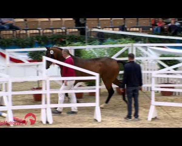 horse Kracker (Holsteiner, 2012, from Krack C)