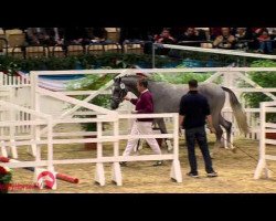horse Cadeau Lu (Holsteiner, 2012, from Cormint)
