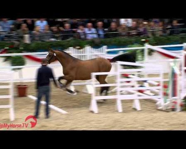 stallion Couvains (Holsteiner, 2012, from Chin Champ)
