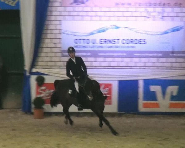 jumper Sam 985 (Oldenburg, 2006, from Spotlight)