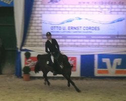 Springpferd Sam 985 (Oldenburger, 2006, von Spotlight)