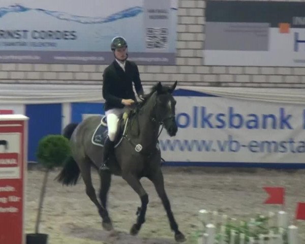 Springpferd Cornet's Coup (Oldenburger, 2009, von Cornet's Prinz) Springpferd Cornet's Coup (Oldenburger, 2009, von Cornet's Prinz)