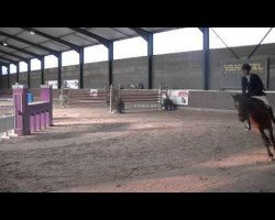 Zuchtstute Gazelle de la Pomme (Belgisches Warmblut, 2006, von Kashmir van't Schuttershof)