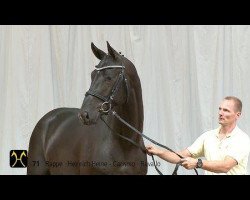 stallion Hot Stuff in Black (Hanoverian, 2012, from Heinrich Heine)