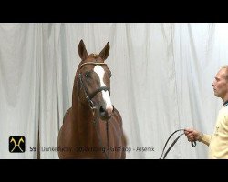Deckhengst Sterling (Hannoveraner, 2012, von Stolzenberg)