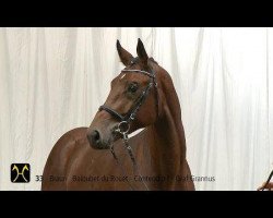 Deckhengst Baloutendro (Hannoveraner, 2012, von Baloubet du Rouet)
