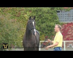 Deckhengst Demetrios (Rheinländer, 2012, von Diamond Hit)