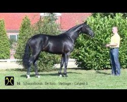 stallion De Coolman (Hanoverian, 2012, from De Niro)