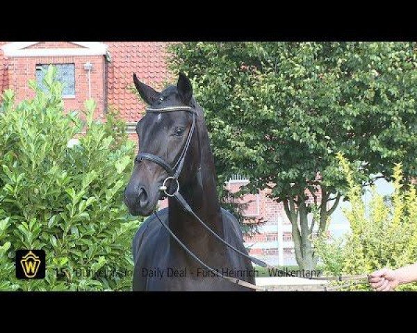 stallion Daily Diamond (Westphalian, 2012, from Daily Deal)