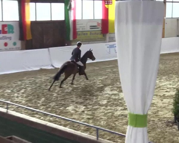 broodmare Sissy E (Westphalian, 2010, from Singapore)