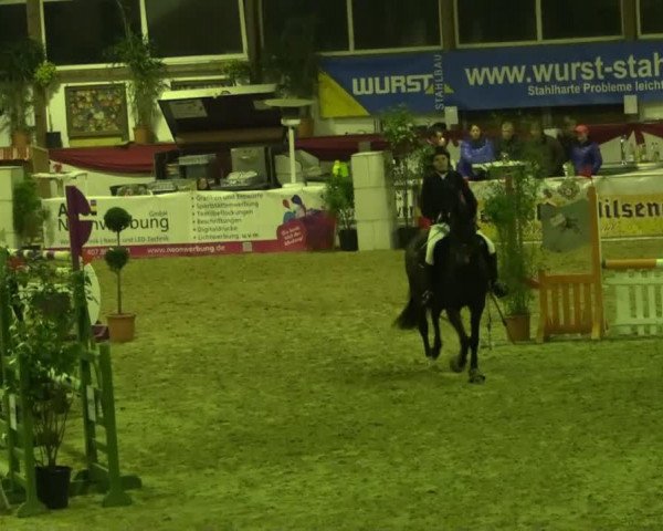 jumper La Belle 210 (Oldenburg, 2008, from For Compliment)