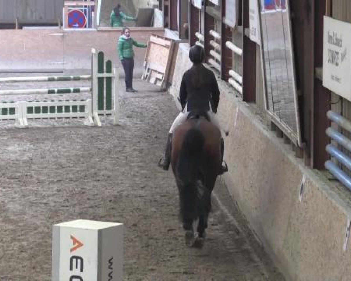 jumper Balios 9 (Hessian Warmblood, 2004, from Bergfried xx)