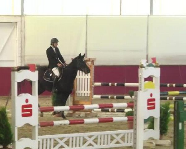 Springpferd Greta 142 (Zweibrücker, 2009, von Ginsberg II)
