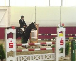 Springpferd Greta 142 (Zweibrücker, 2009, von Ginsberg II)